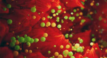 Buah Ini Paling Banyak Terkontaminasi Microplastik