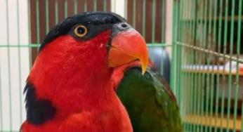 Karantina Mimika Gagalkan Upaya Pengiriman Satwa