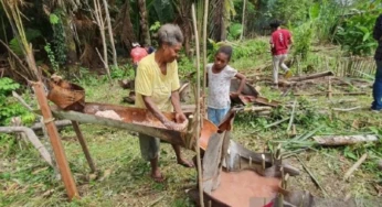 Pemprov Papua Targetkan Ekspor Sagu