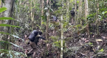 Setelah Botak, Kini Aibon