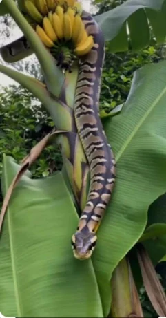 1-Ular di pohon pisang