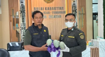 Karantina Papua Selatan Gagalkan Penyelundupan Telur Kasuari
