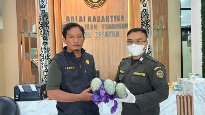 Karantina Papua Selatan Gagalkan Penyelundupan Telur Kasuari