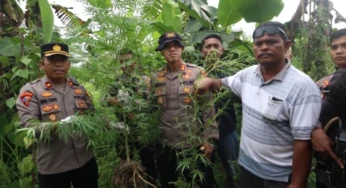 Temukan Delapan Tanaman Ganja di Belakang Pemukiman Warga
