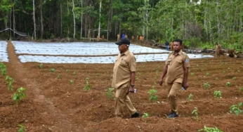 Pemkab Biak Optimalkan Ketahanan Pangan Melalui Diversifikasi Komoditi