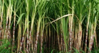 Siap Sambut Rencana Investasi Rp 100 Triliun