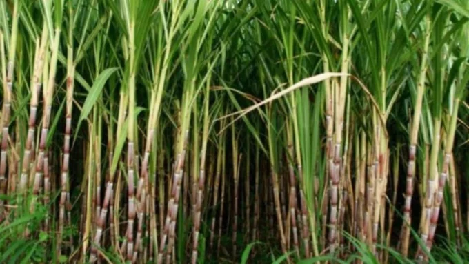 Siap Sambut Rencana Investasi Rp 100 Triliun? — INDONESIA — ERYU PROJECT