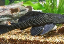 1-Ikan sapu sapu