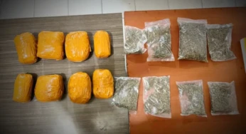Bawa 1,5 Kg Ganja, WNA Asal PNG Ditangkap di Waena