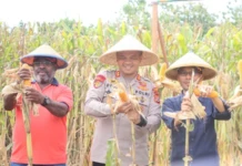Polres Jayapura Panen Raya Jagung, Bulog Pastikan Kesiapan Menyerap Hasil Panen F-2 KANAN