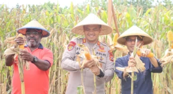Polres Jayapura Panen Raya Jagung, Bulog Pastikan Kesiapan Menyerap Hasil Panen