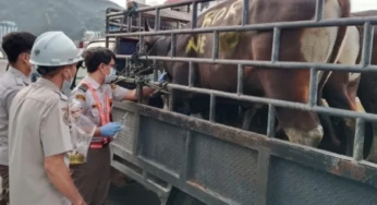 Bebas PMK, Sapi di Papua Dibayangi Brucellosis