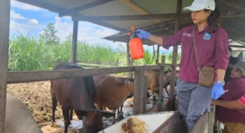 Pemkab Jayapura Pastikan Hewan Kurban Sudah Layak Dijual