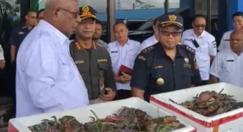 Kepiting Bakau Timika Ekspor Perdana ke Malaysia
