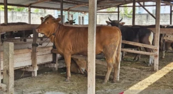 Pastikan Hewan Kurban Sehat dan Layak Konsumsi