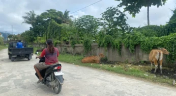 Efisiensi Anggaran Diprediksi Picu Penurunan Hewan Kurban