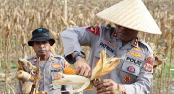 Wujudkan Swasembada Jagung Untuk Dukung Ketahanan Pangan