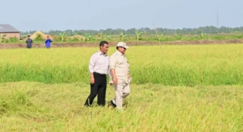 Presiden Prabowo Bakal Panen Raya Padi di Merauke
