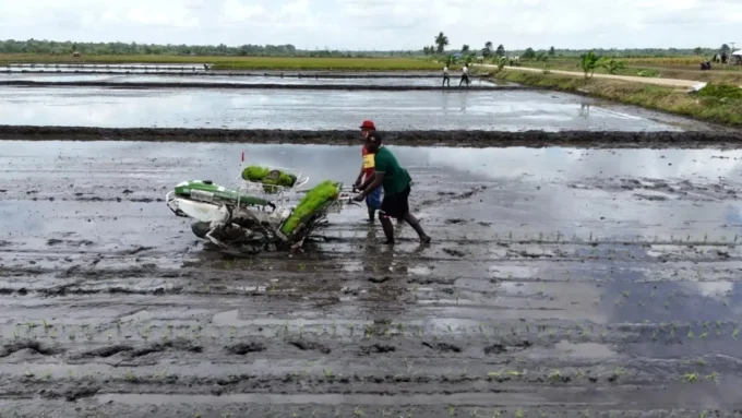 2-petani