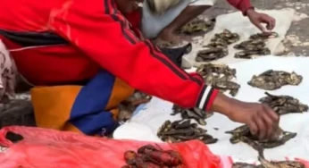 Tak Ada Budidaya, Populasi Udang Selingkuh Semakin Berkurang