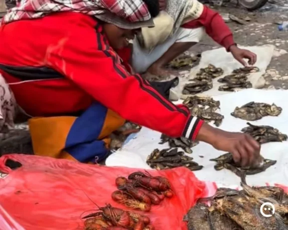 Tak Ada Budidaya, Populasi Udang Selingkuh Semakin Berkurang