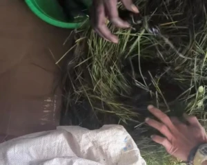 udang