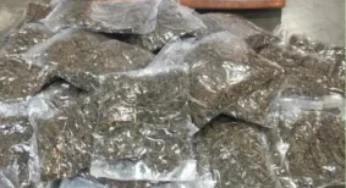 Dicurigai Ganja Jadi Logistic Funding untuk OPM