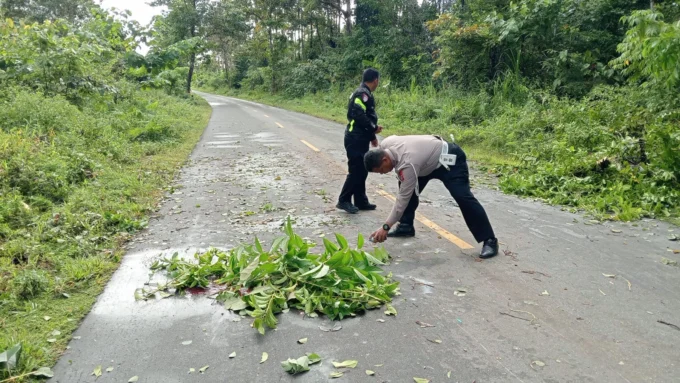 Polisi Beberkan Hasil Olah TKP Kecelakaan Maut di Jalan Logpon Mimika Tewaskan Seorang Pria