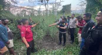 Polisi Temukan 12 Pohon Ganja di Distrik Hubikosi