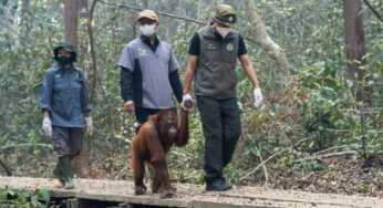 8 Satwa Liar Ditemukan Mati Akibat Karhutla