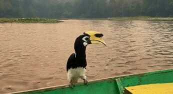 Rangkong Numpang di Perahu Warga, Sinyal Hutan Makin Gawat